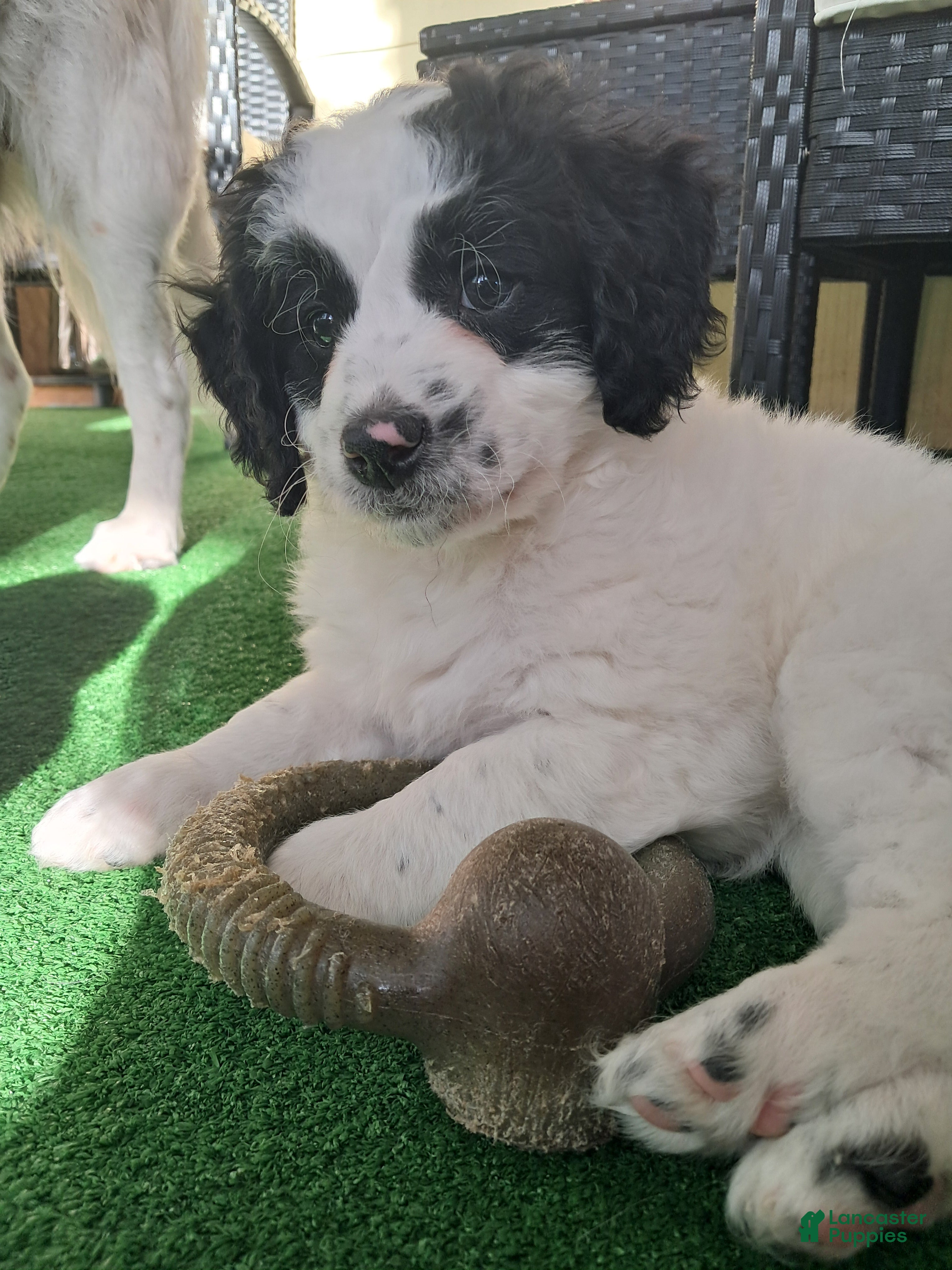 Double Doodle dogs Evie - Ad 1