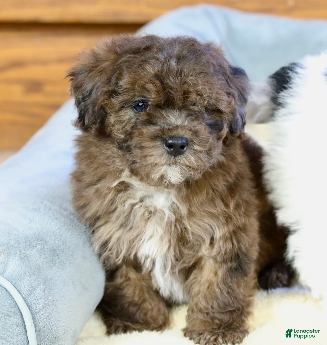 Miniature Poodle dogs for sale: Huxlee - Ad 10