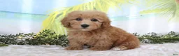 Cavapoo dogs for sale: Trixie - Ad 3