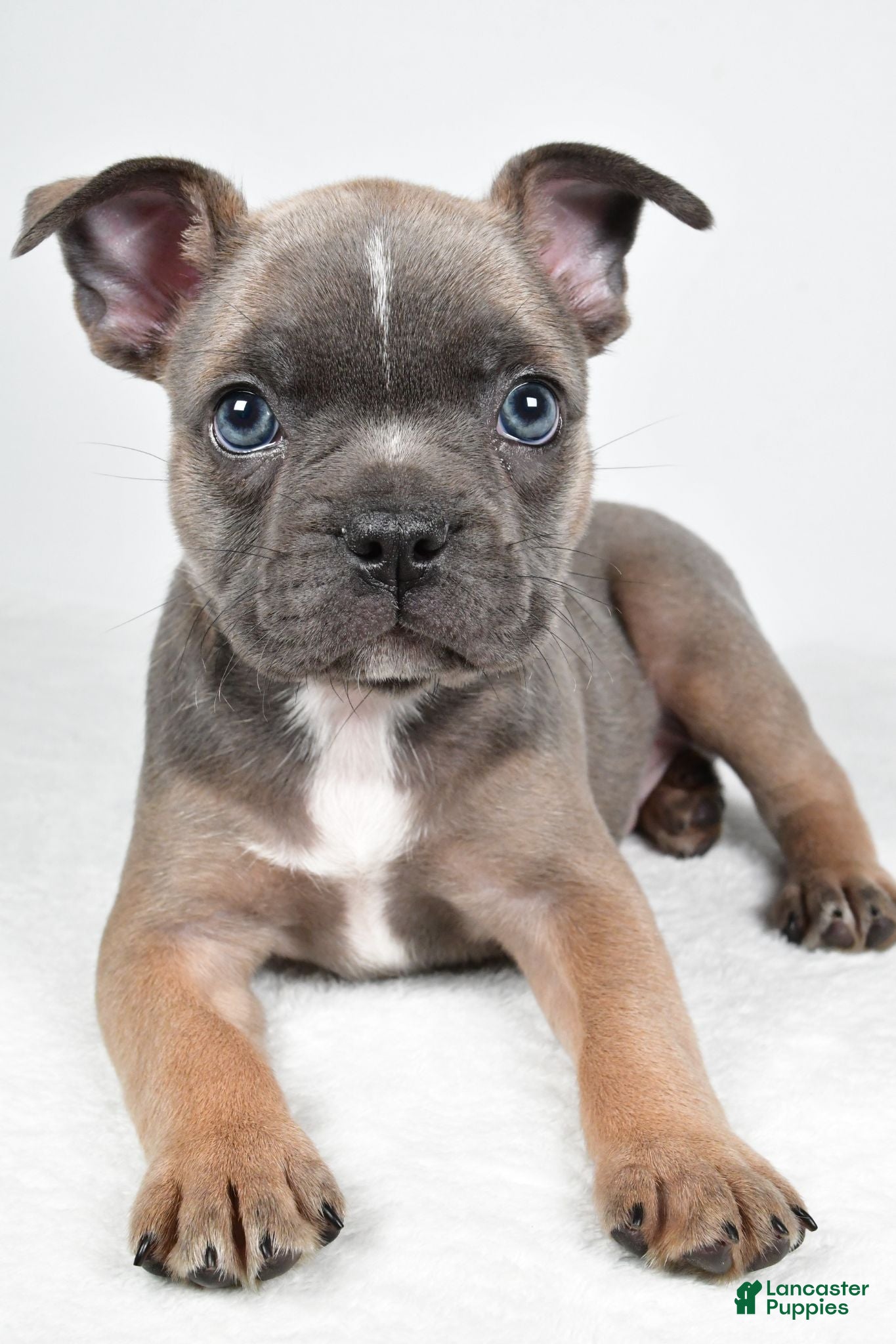 Frenchton dogs Fiona - Ad 2