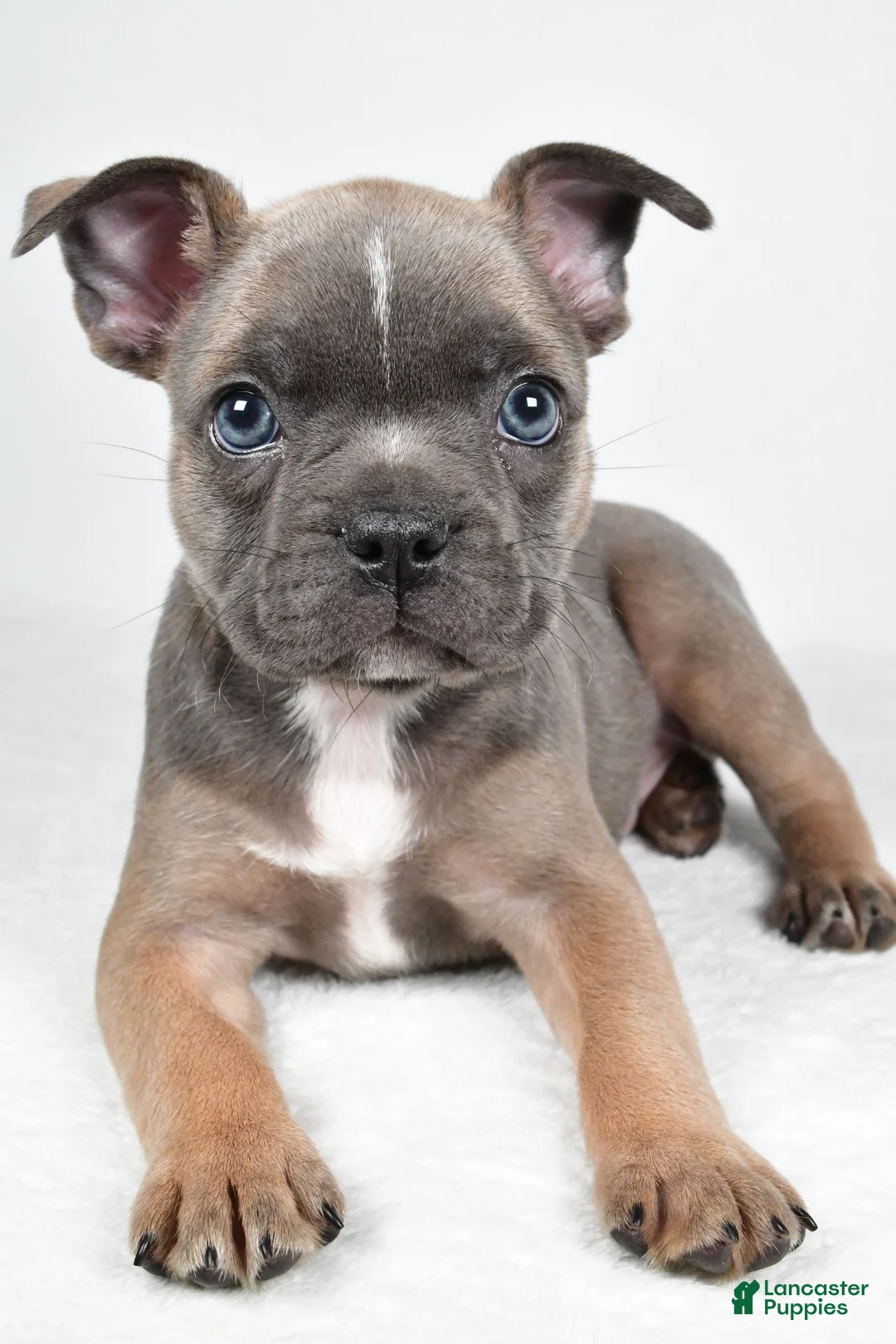 Frenchton dogs for sale: Fiona - Ad 2