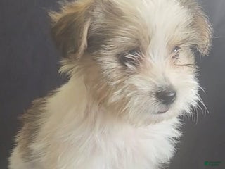 Mixed Breed dogs - Ad 42