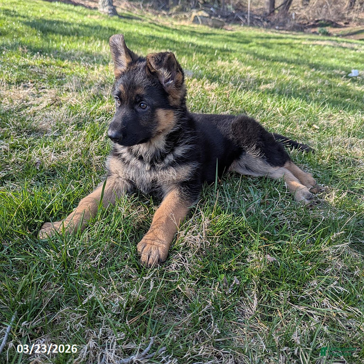 German Shepherd dogs Missy - Ad 2