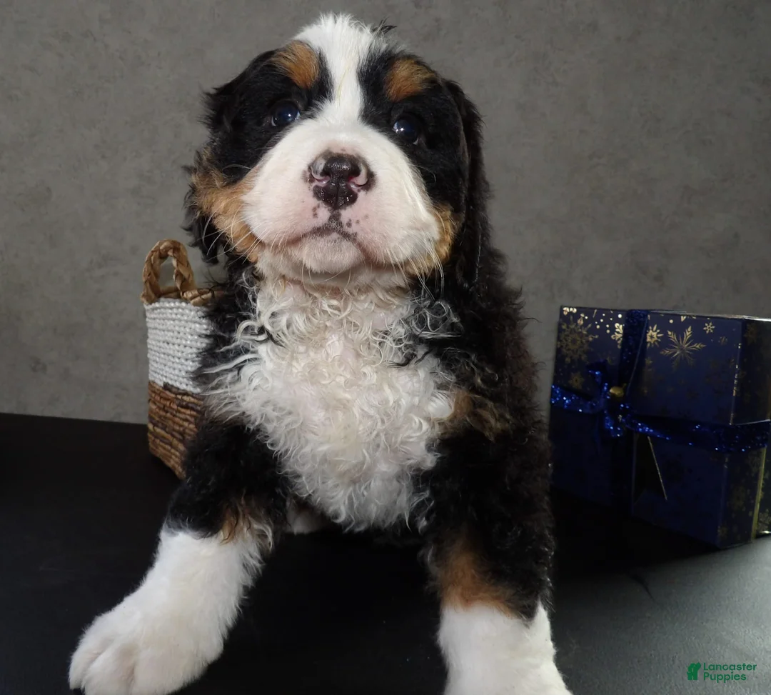 Gallery Image {{count}}