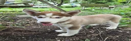 Siberian Husky dogs for sale: Trisha  - Ad 5
