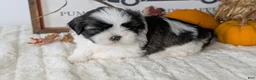 Shih Tzu dogs for sale: Kona - Ad 10