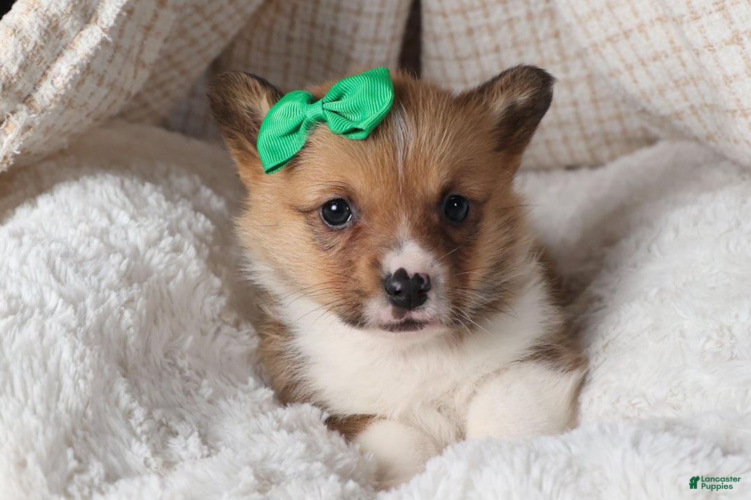 Welsh Corgi Pembroke dogs for sale: REX - Ad 16