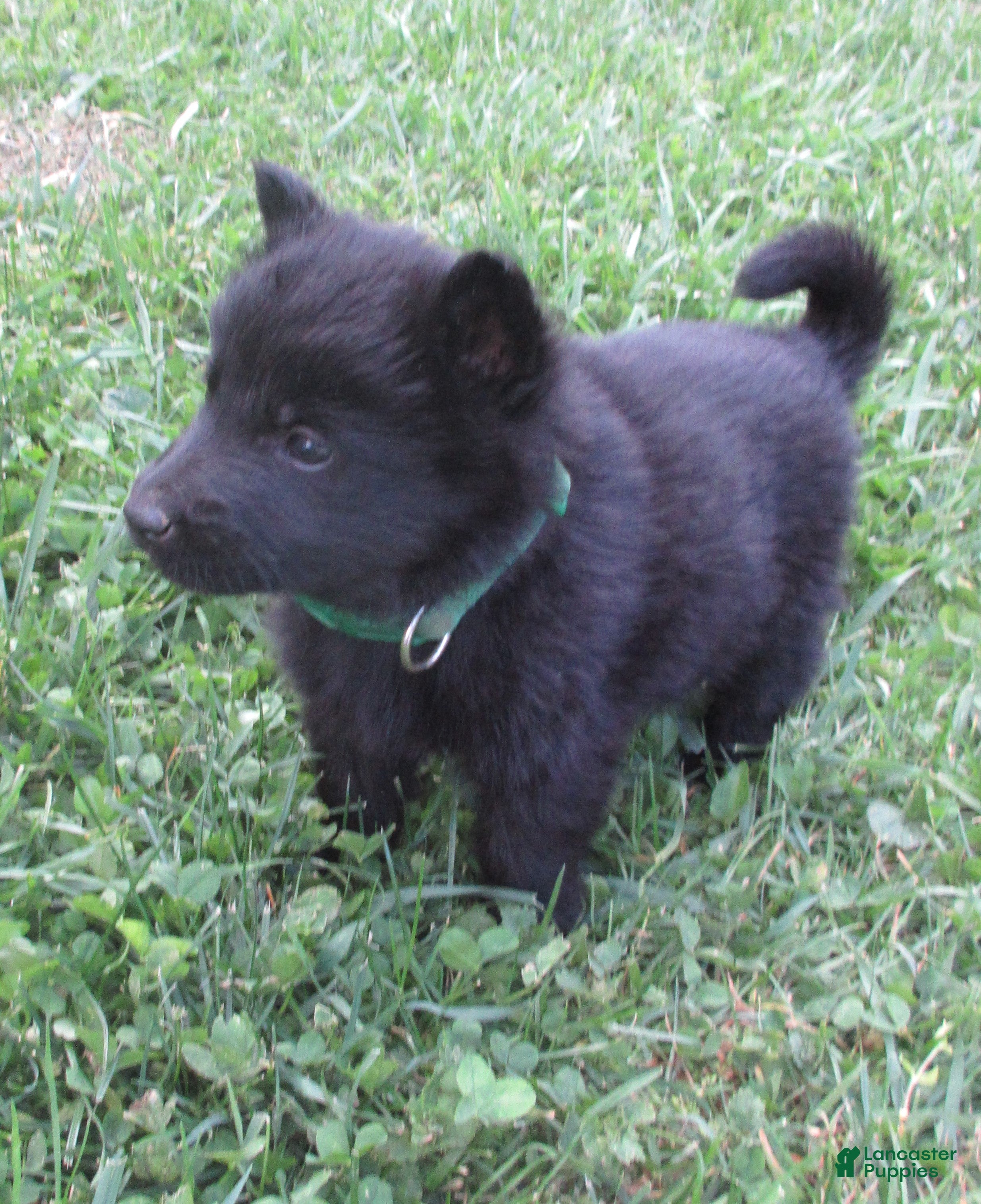 German Shepherd dogs Chief - Ad 2