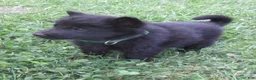 German Shepherd dogs for sale: Chief - Ad 6