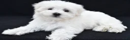 Maltese dogs for sale: Sammy - Ad 10