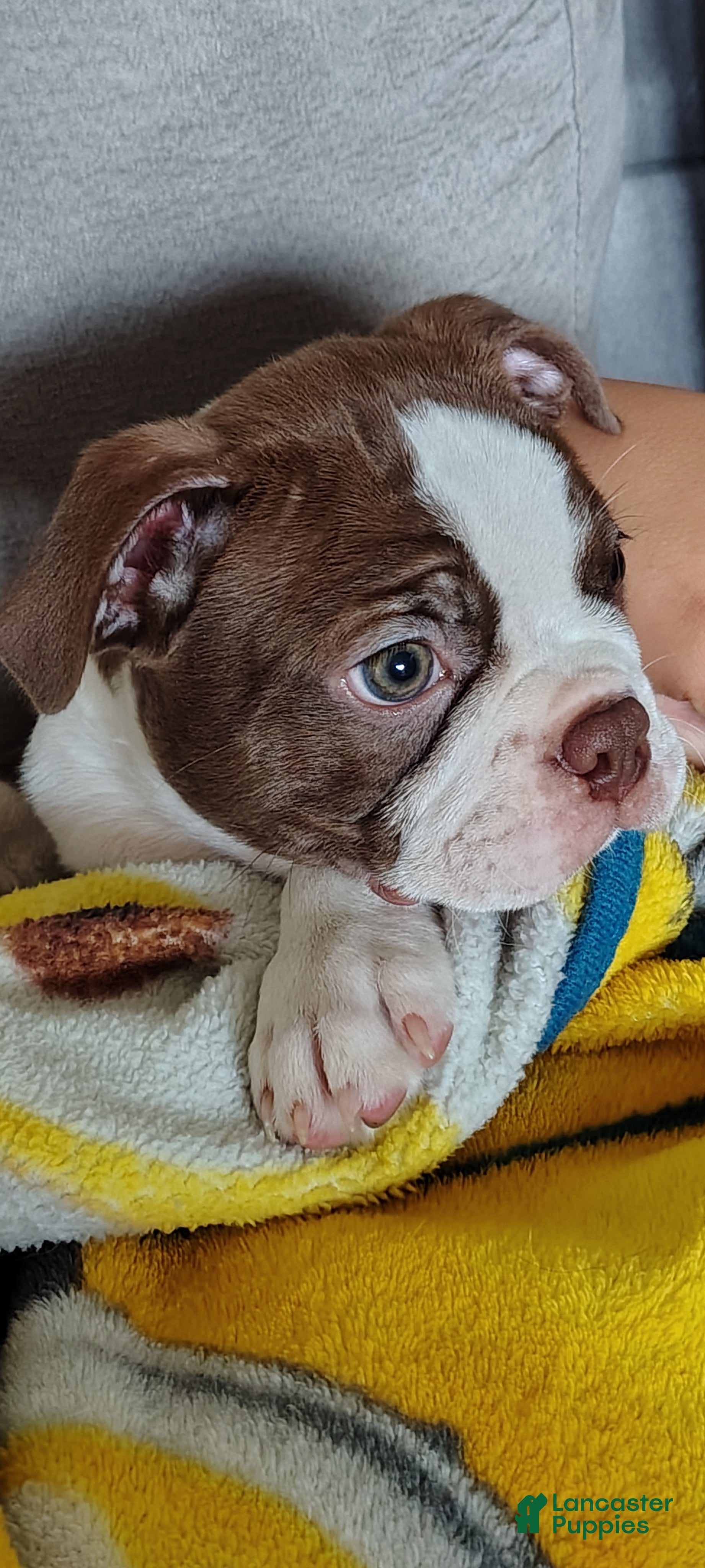 Boston Terrier dogs Fudge  - Ad 2