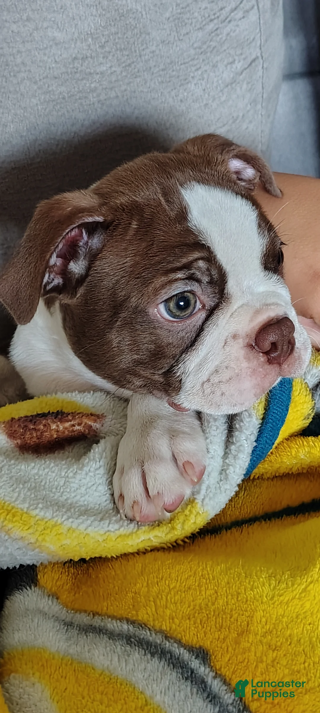 Boston Terrier dogs for sale: Fudge  - Ad 2
