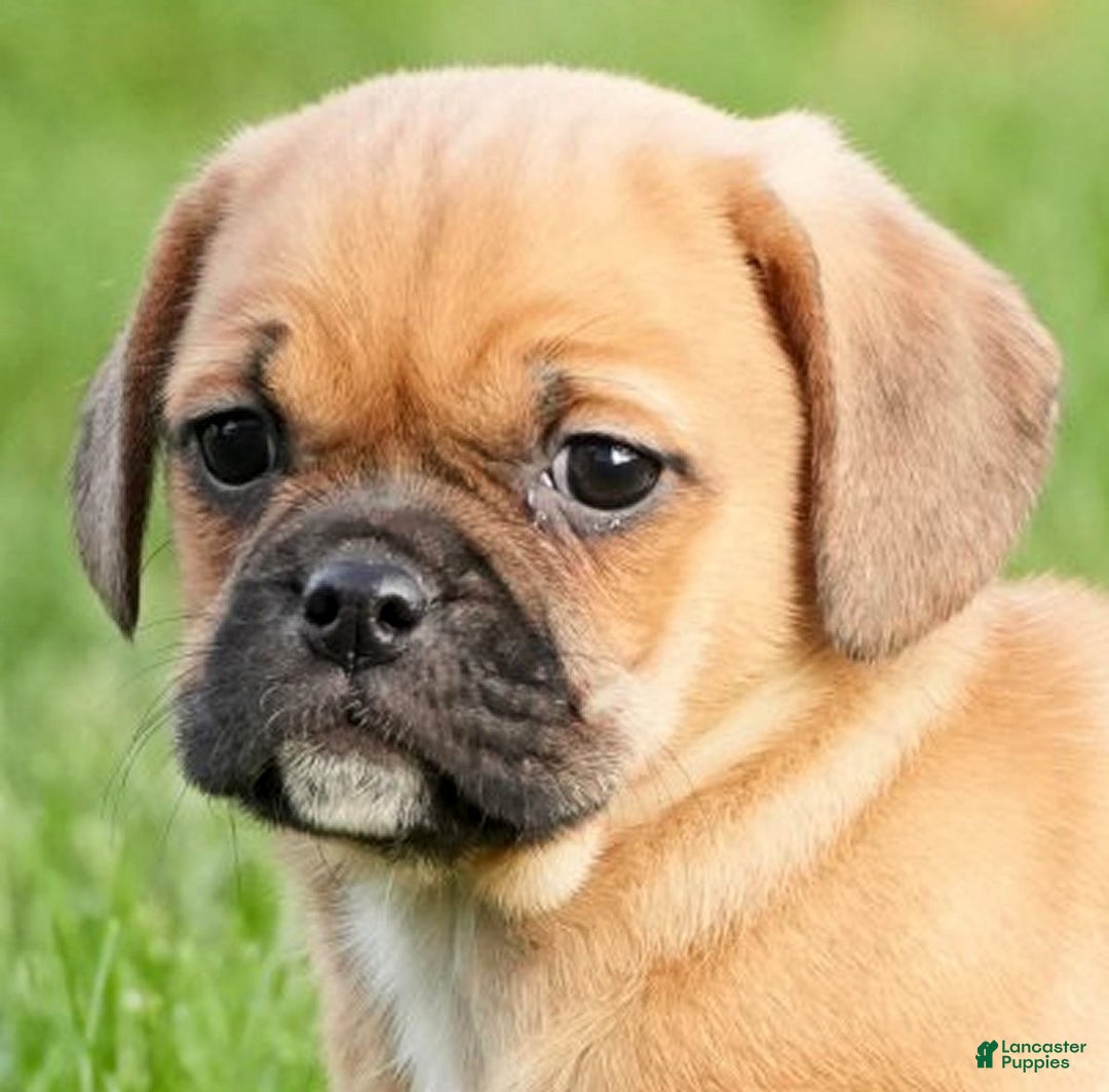Puggle dogs for sale: Piper - Ad 9