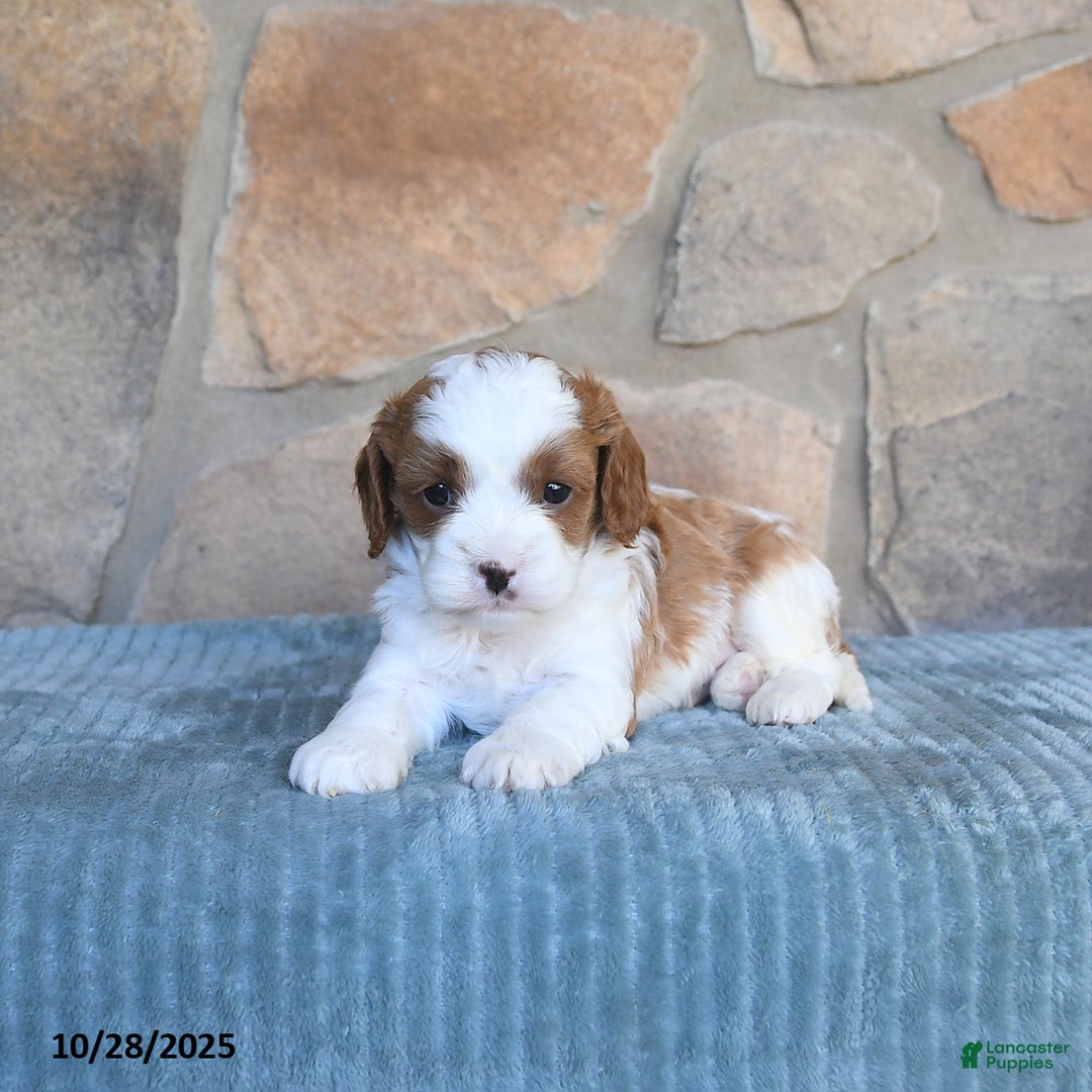 Cavapoo dogs for sale: Finley - Ad 9