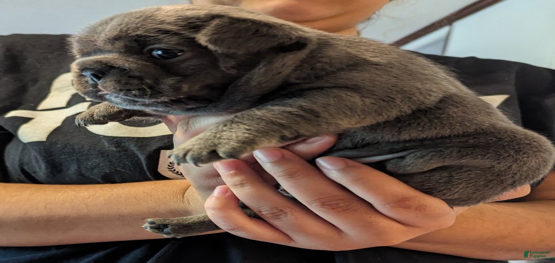 Gallery Image {{count}}