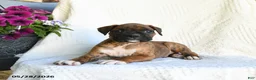 Boxer dogs for sale: Radar - Ad 5