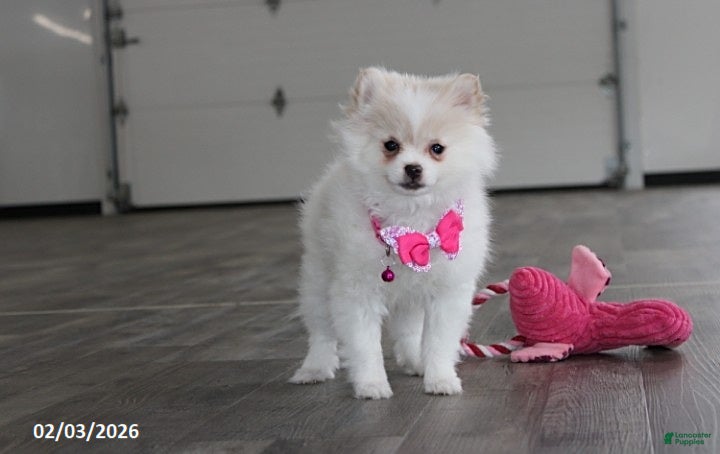 Pomeranian dogs Allie - Ad 7