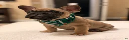 French Bulldog dogs for sale: 2 - Fawn Sable - Ad 6