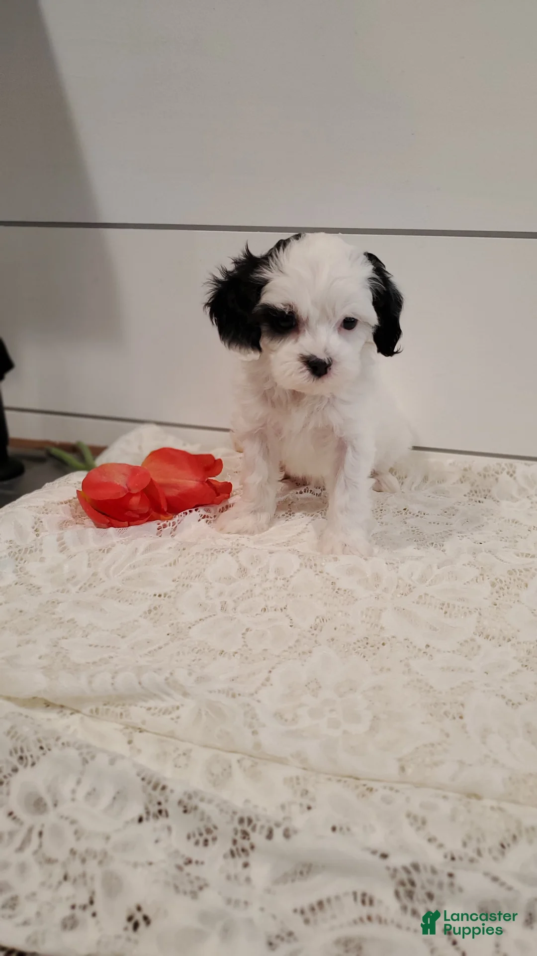 Cavapoo dogs for sale: Sparkle - Ad 14
