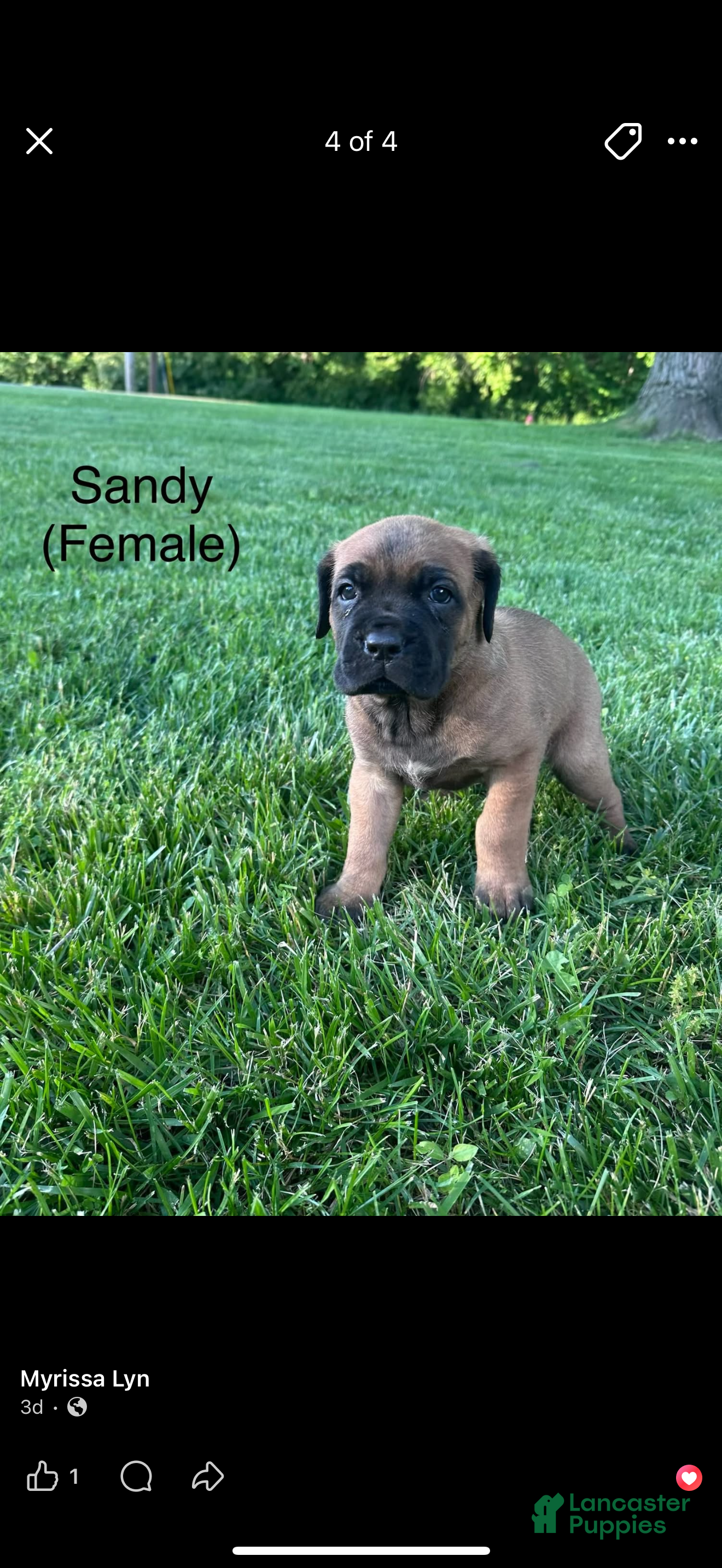 Cane Corso dogs for sale: Cane Corso Puppy 3 - Ad 1