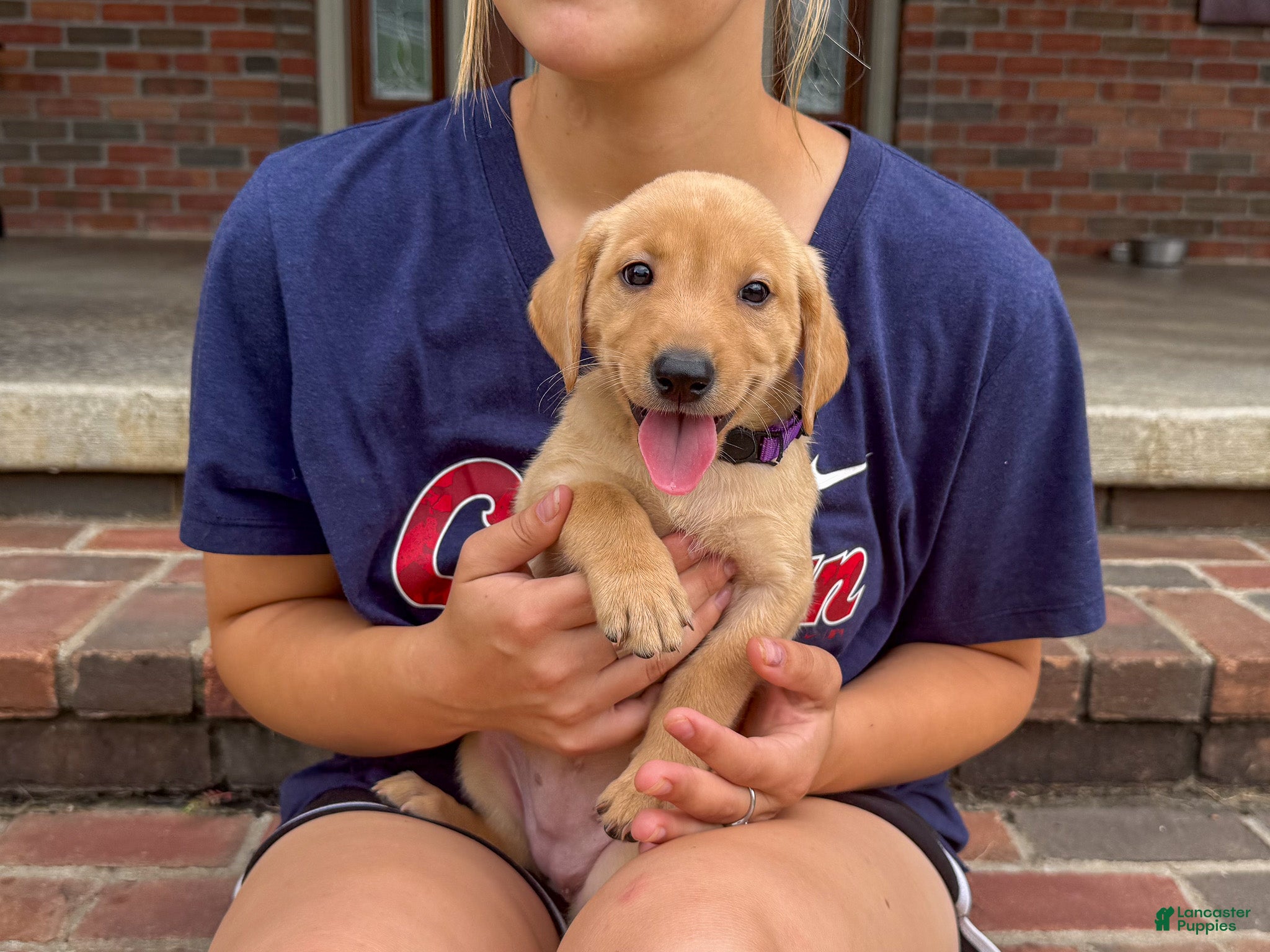 Labrador Retriever dogs Nala - Ad 1