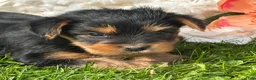 Yorkshire Terrier dogs for sale: Mocha - Ad 12