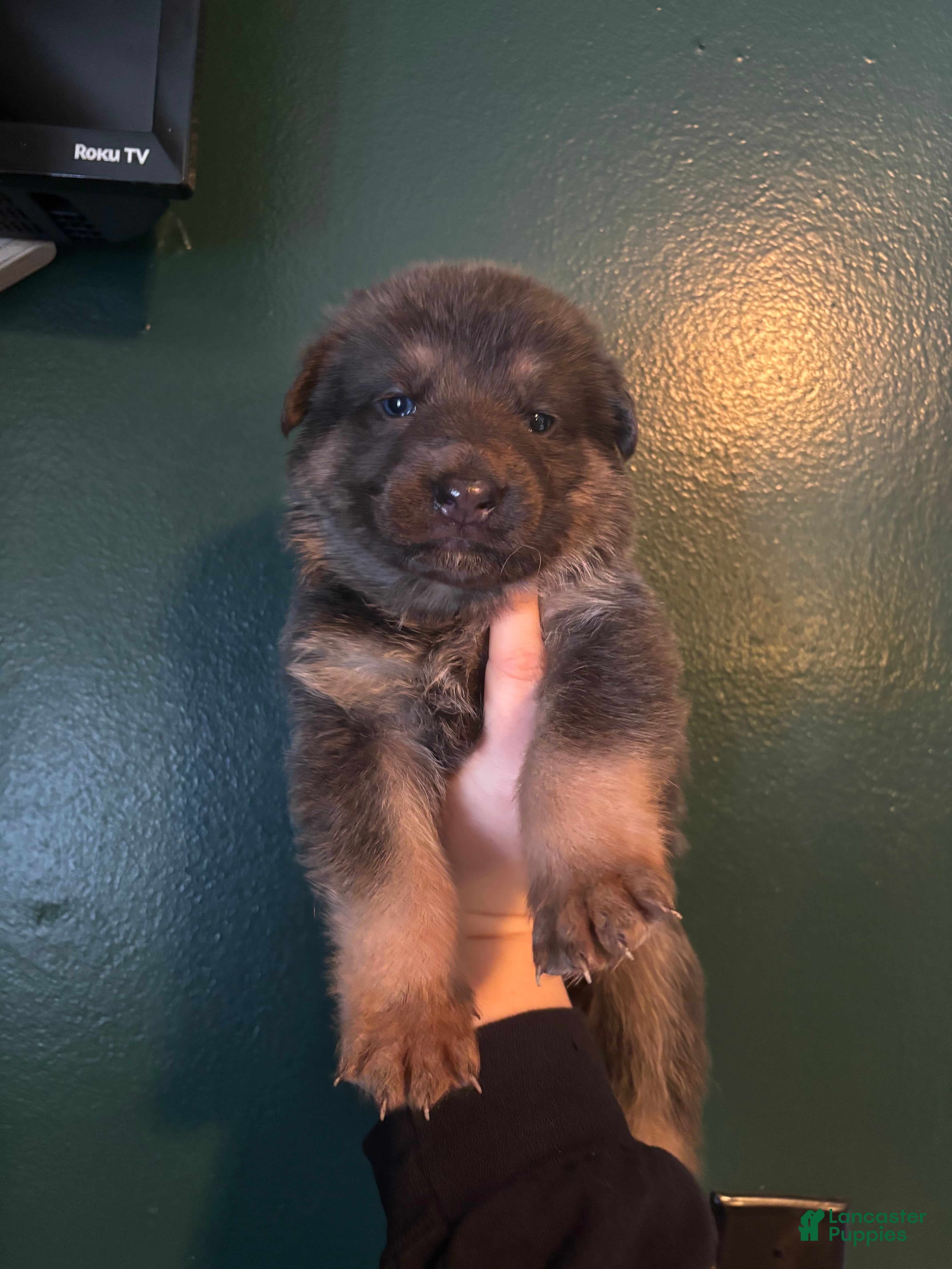 German Shepherd dogs German Shepherd Puppy 2 - Ad 10