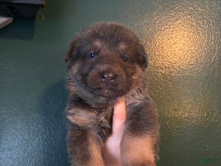 German Shepherd dogs German Shepherd Puppy 2 - Ad 35