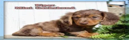 Miniature Dachshund dogs for sale: Piper - Ad 1