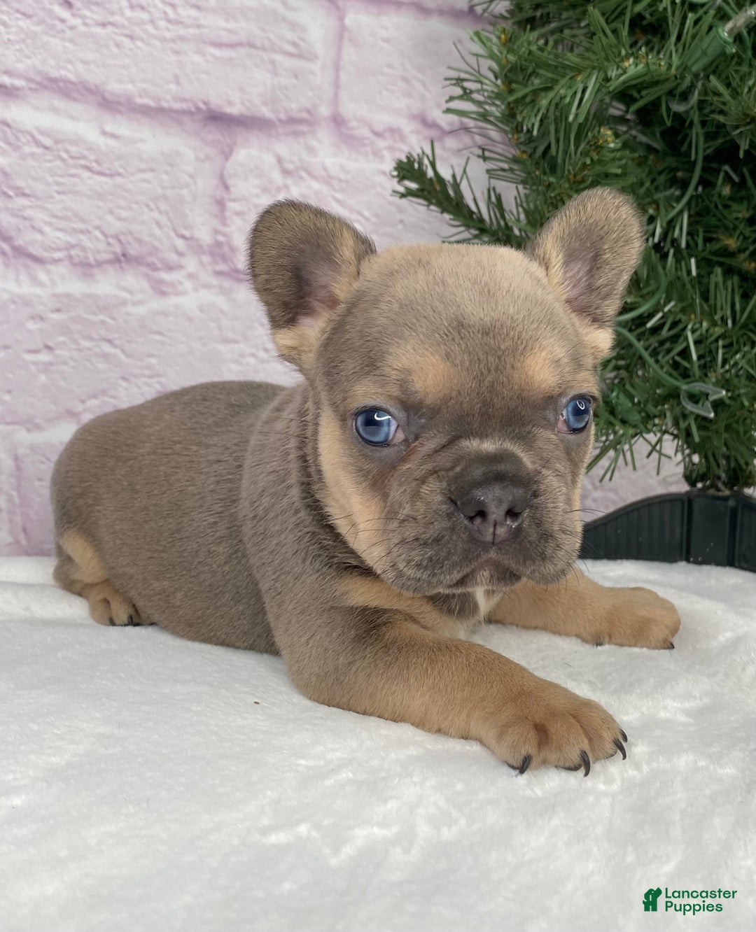 French Bulldog dogs for sale: Mitchell  - Ad 4