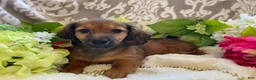 Miniature Dachshund dogs for sale: Tulip - Ad 6