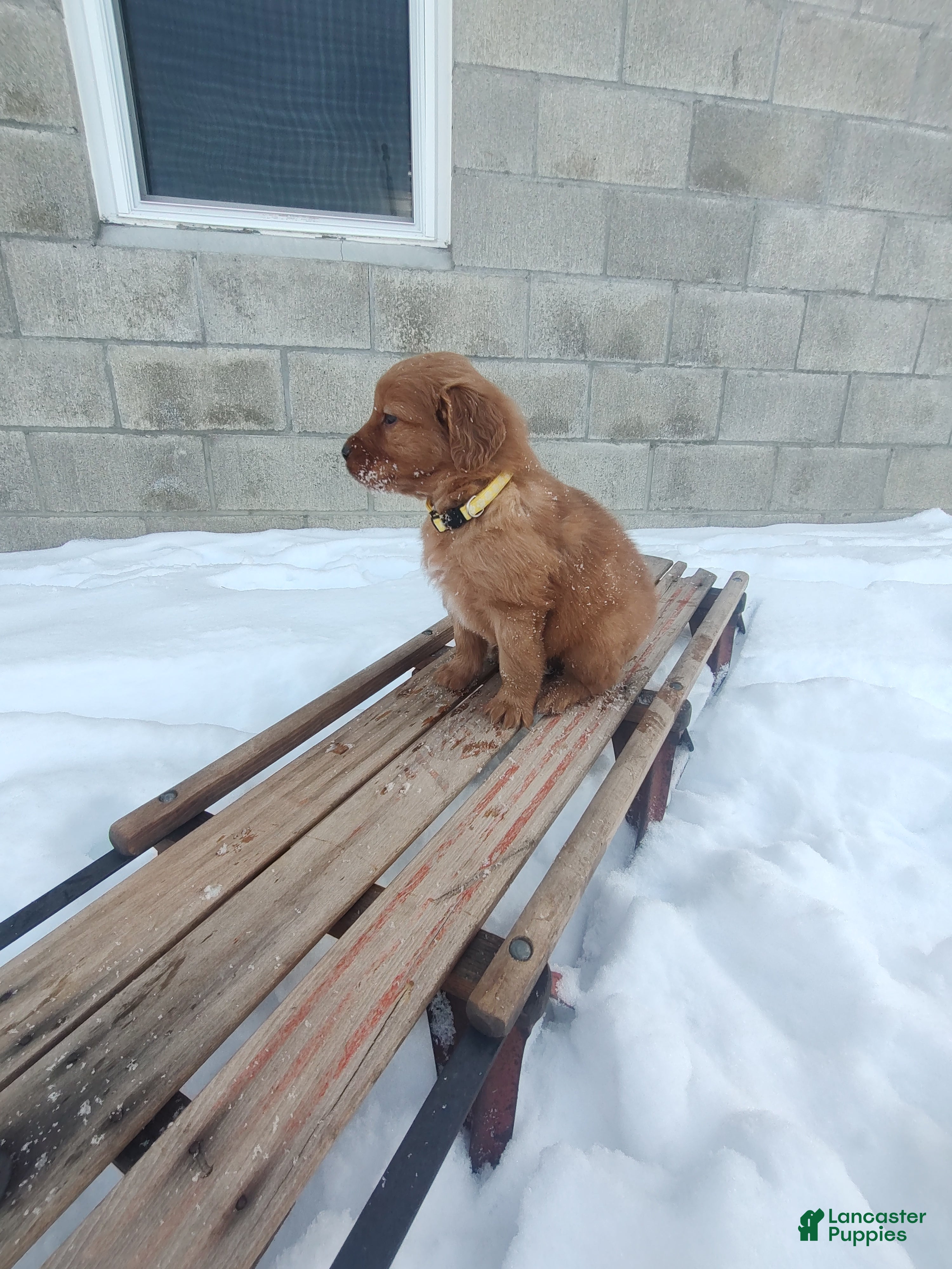 Mixed Breed dogs Jace - Ad 2