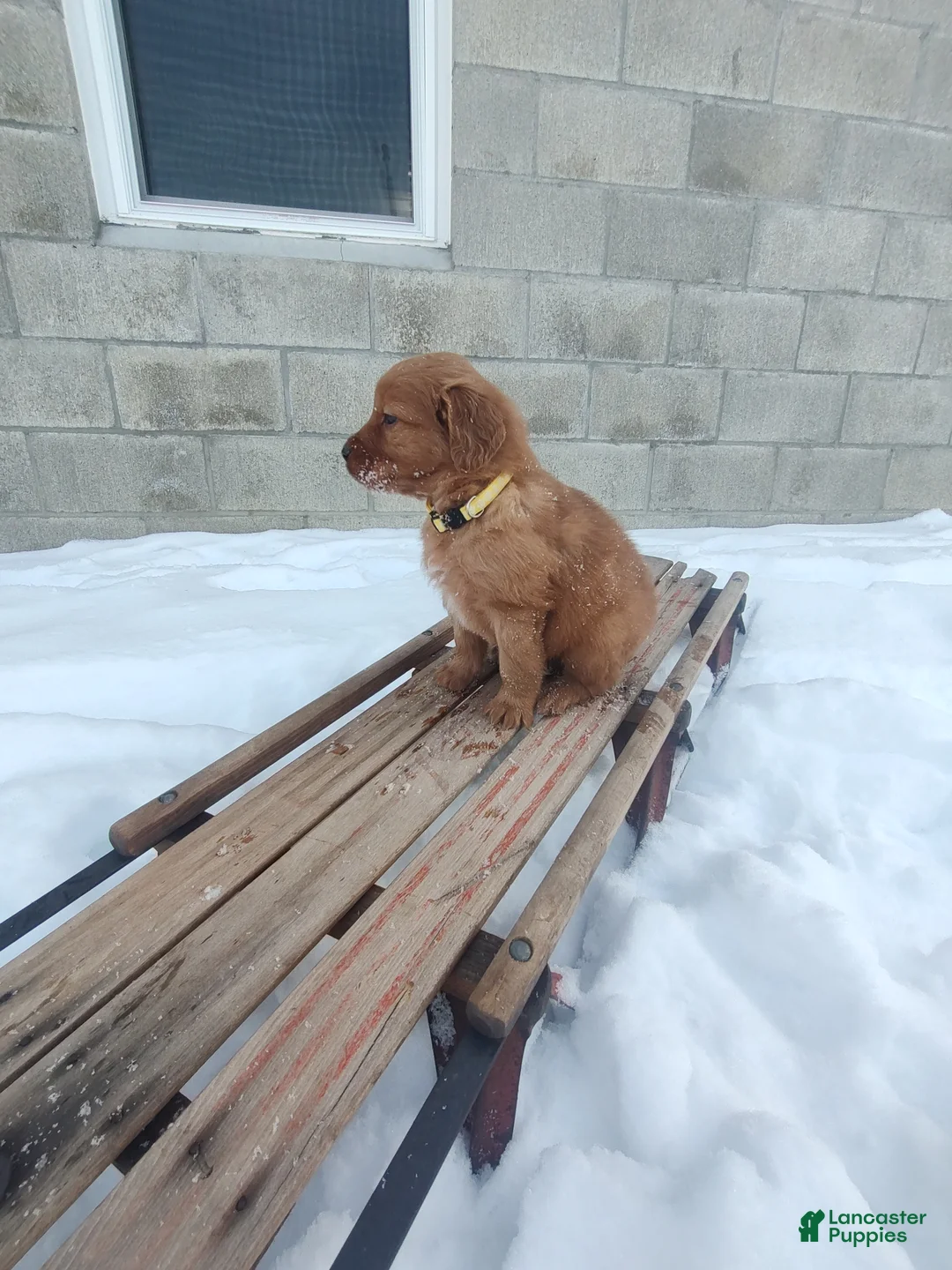 Mixed Breed dogs for sale: Jace - Ad 2