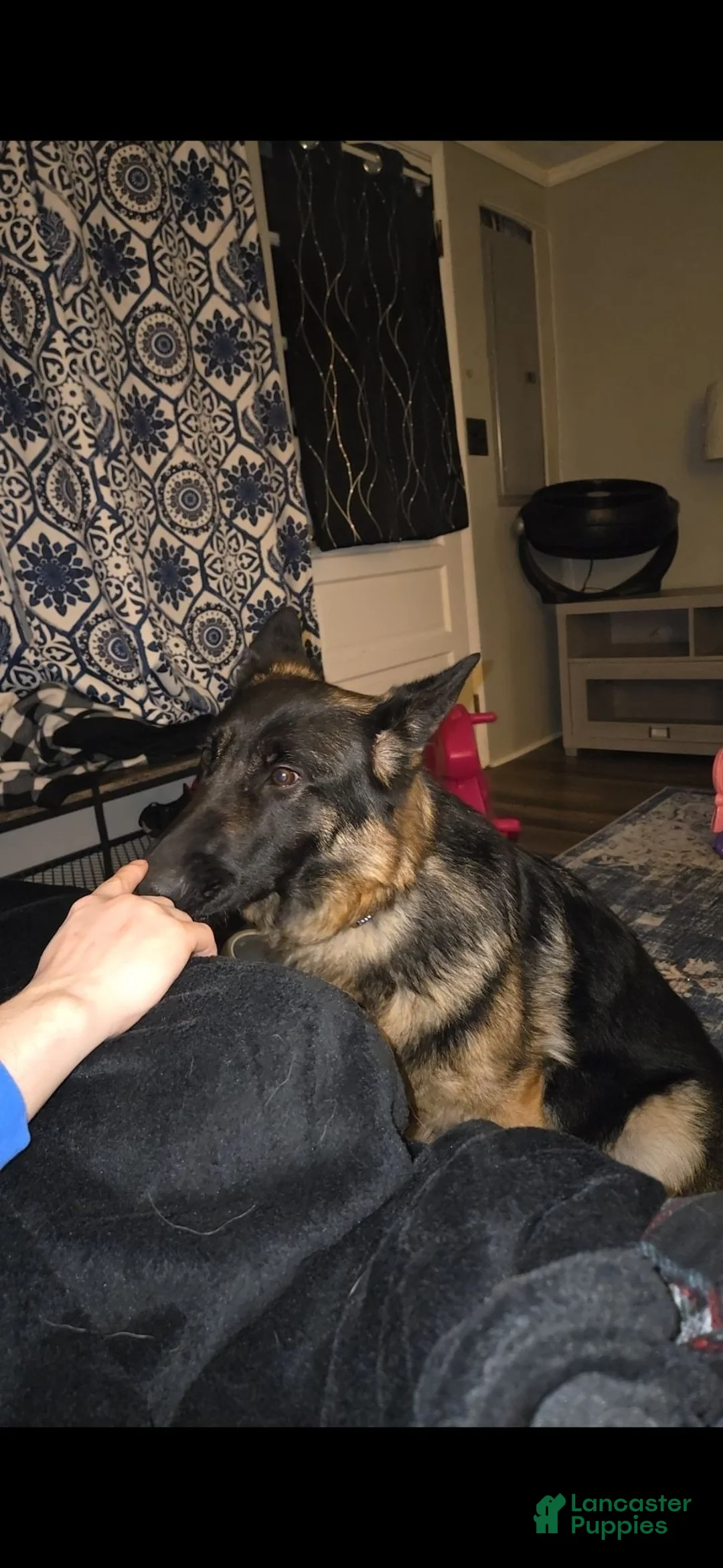 German Shepherd dogs for sale: German Shepherd 4 - Ad 7