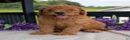 Goldendoodle dogs for sale: Archie  - Ad 5