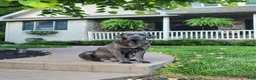 Cane Corso dogs for sale: Tessa - Ad 4