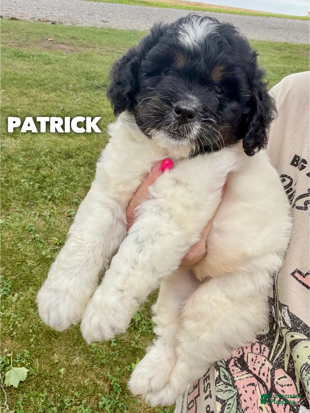 Mini Goldendoodle dogs for sale: Patrick - Micro Mini F1b - Ad 1