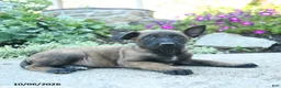 Belgian Malinois dogs for sale: Alonzo - Ad 3