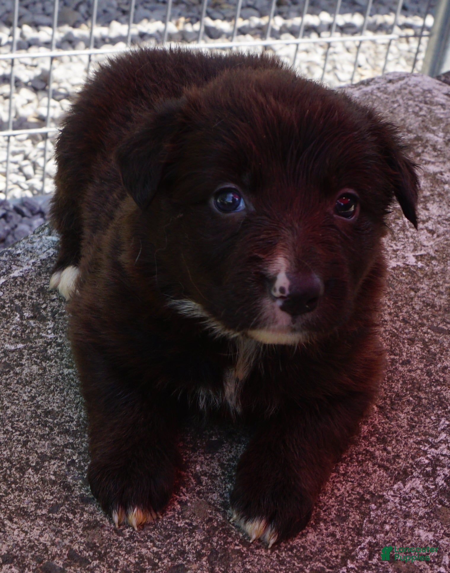 Border Collie dogs MOLLY - Ad 7