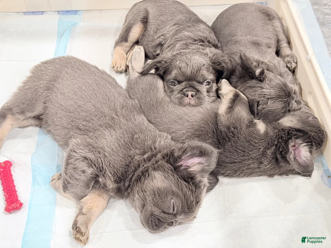 French Bulldog dogs for sale: French Bulldog Puppy 3 - Ad 2