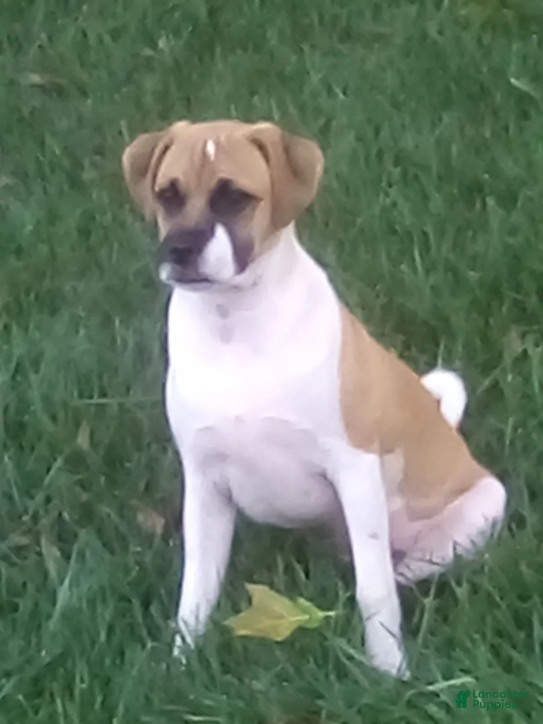 Jug dogs for sale: Oregano - Ad 1