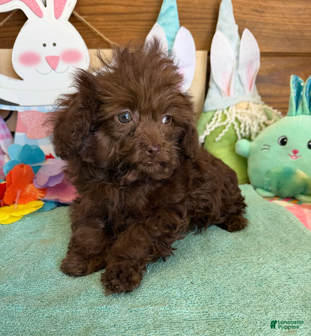 Cockapoo dogs for sale: Nugget - Ad 4
