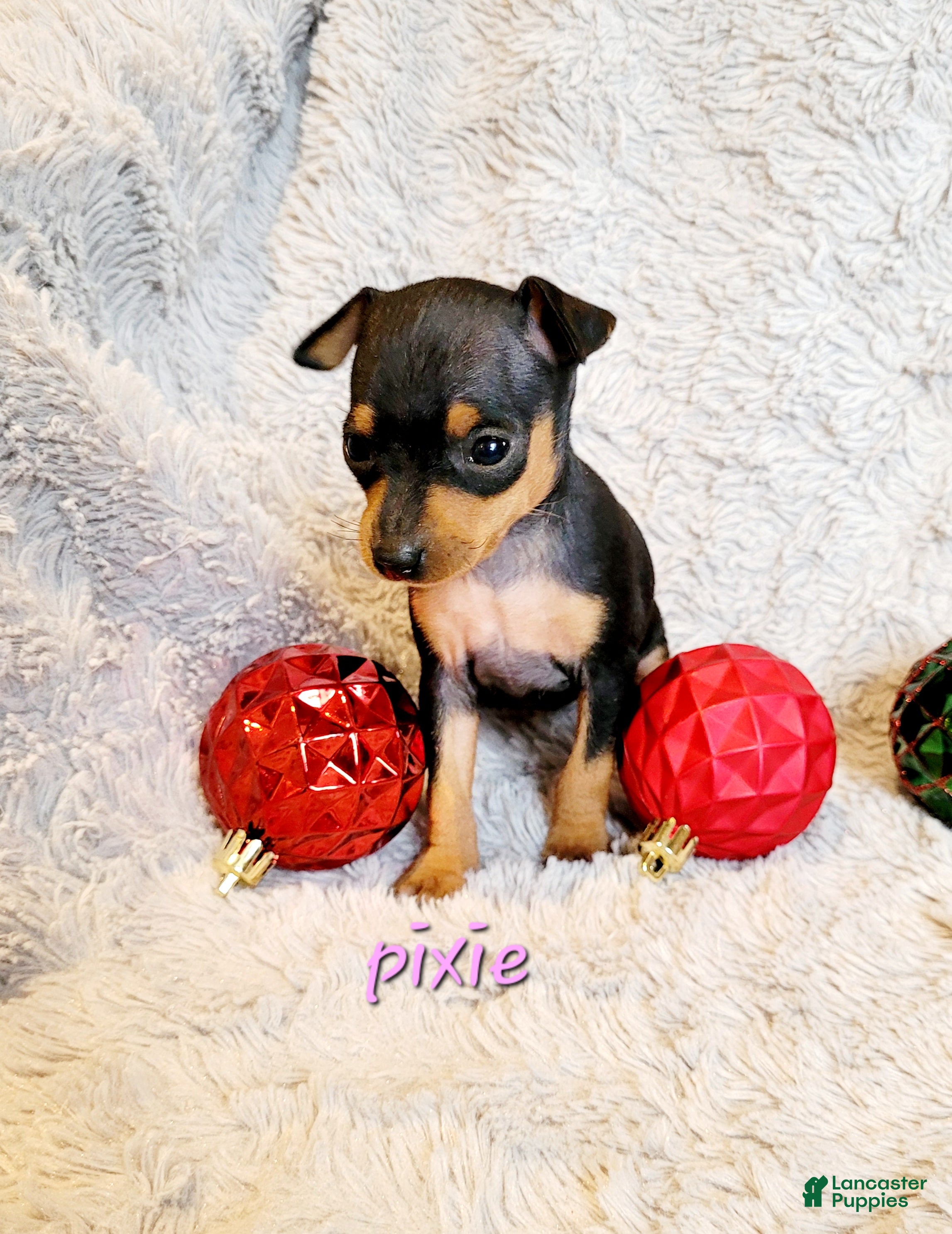 Miniature Pinscher dogs Pixie  - Ad 20