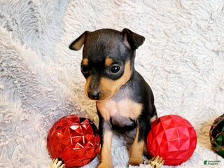 Miniature Pinscher dogs Pixie - Ad 20