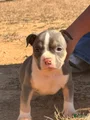 SOLD. American Bully Puppy 3