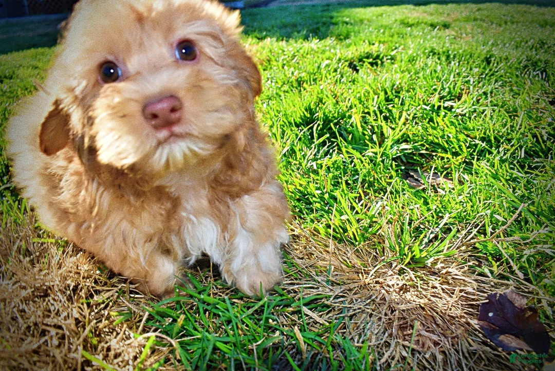 Havapoo dogs for sale: Sunny - Ad 29