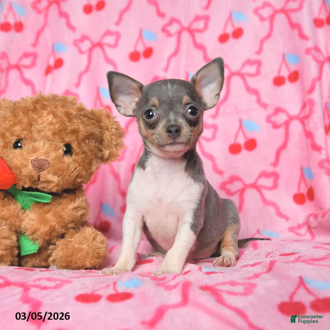 Chihuahua dogs for sale: Charm  - Ad 1