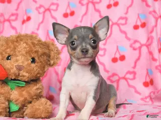 Chihuahua dogs for sale: Charm - Ad 4