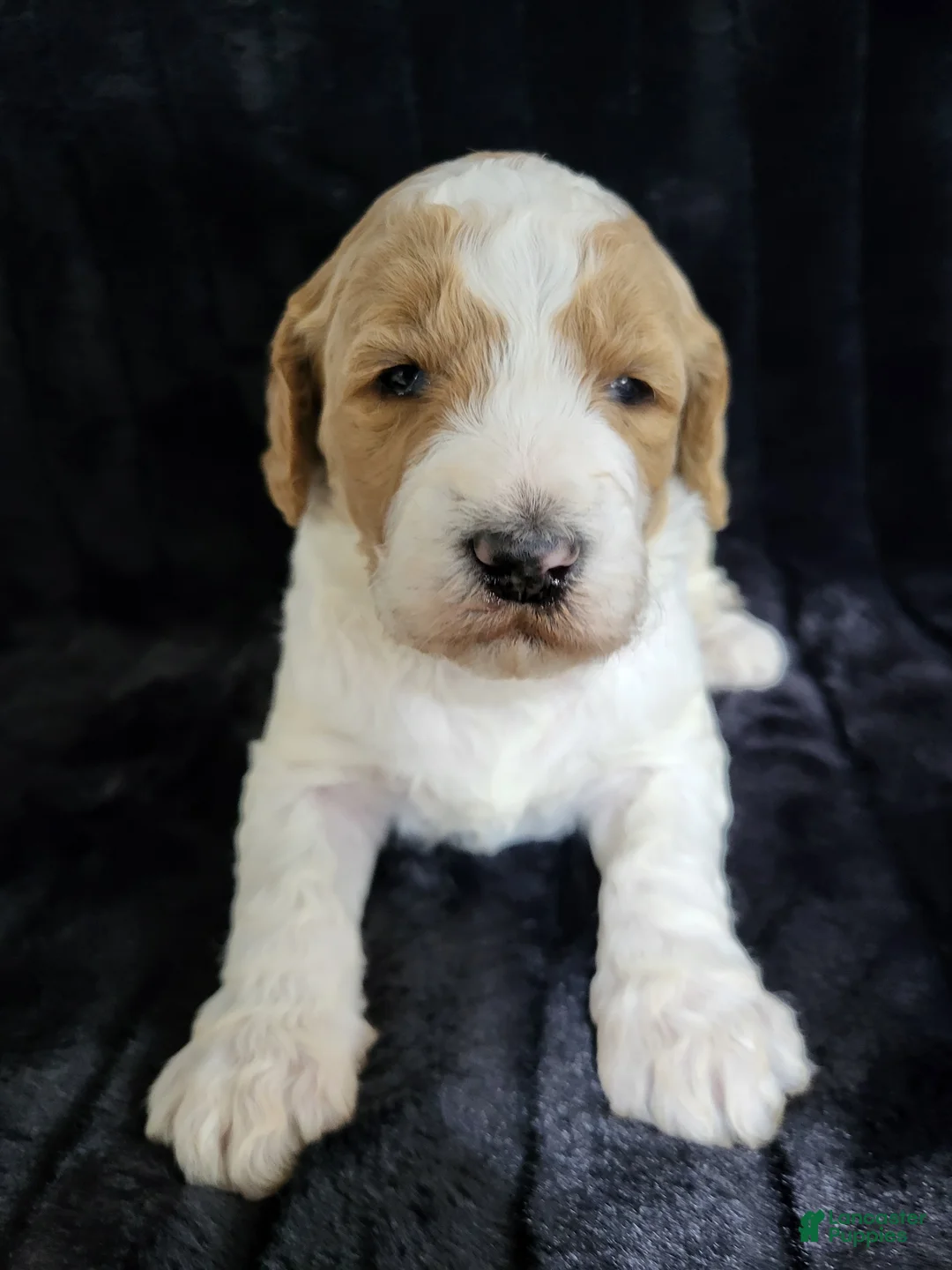 Standard Poodle dogs for sale: Standard Poodle Puppy Male - Ad 1