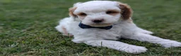 Mini Goldendoodle dogs for sale: Buddy - Ad 14
